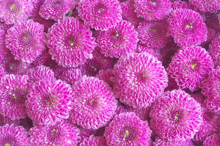 Paarse chrysanten