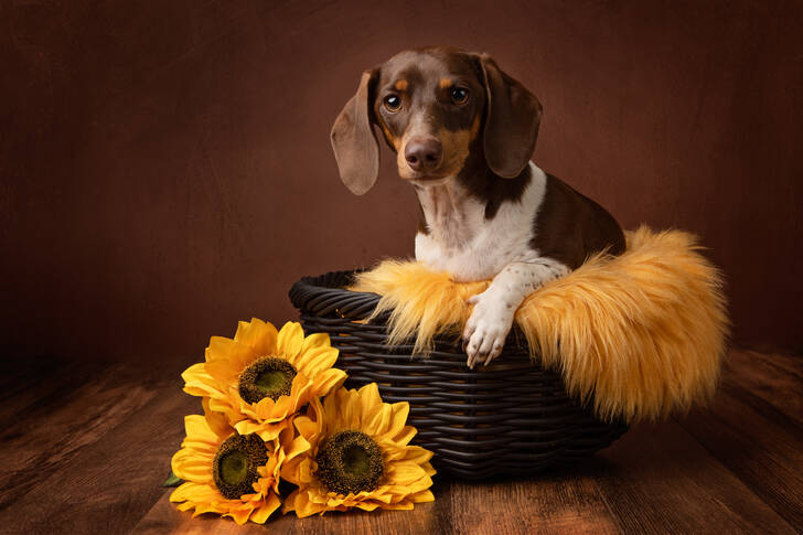 Dachshund in a basket