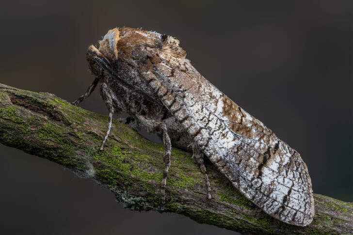 Papillon de nuit sur une branche