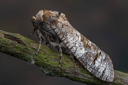 Moth on a branch