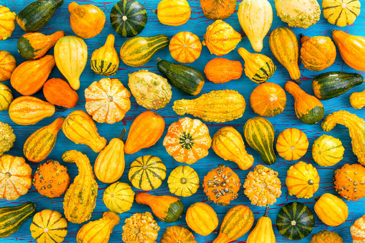 Pumpkins on a blue background