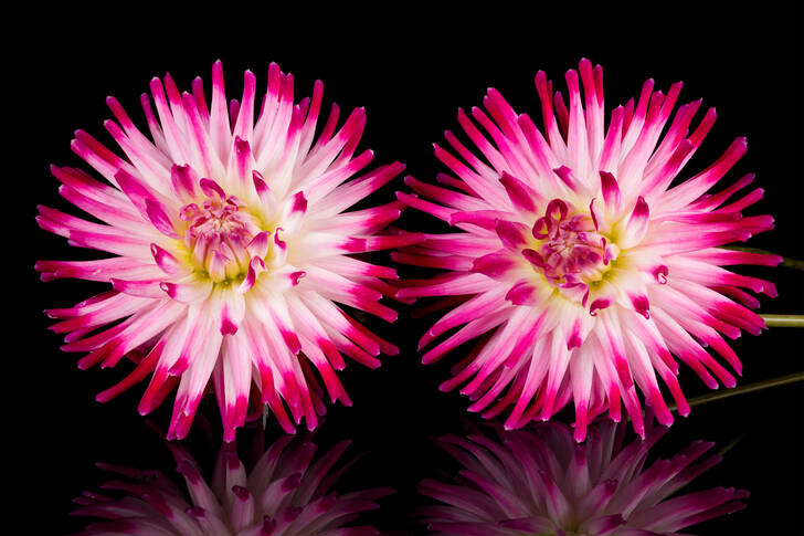 Dahlias on a black background