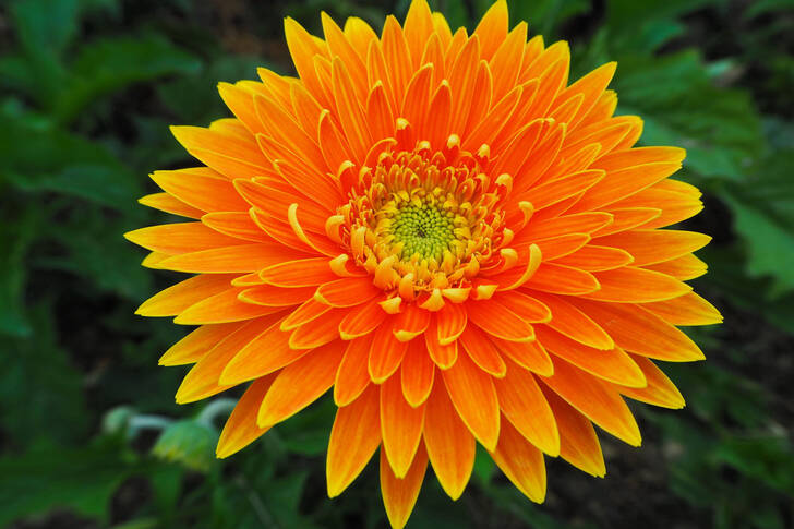 Gerbera laranja