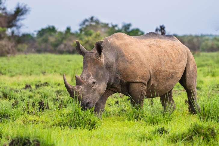 White Rhinoceros