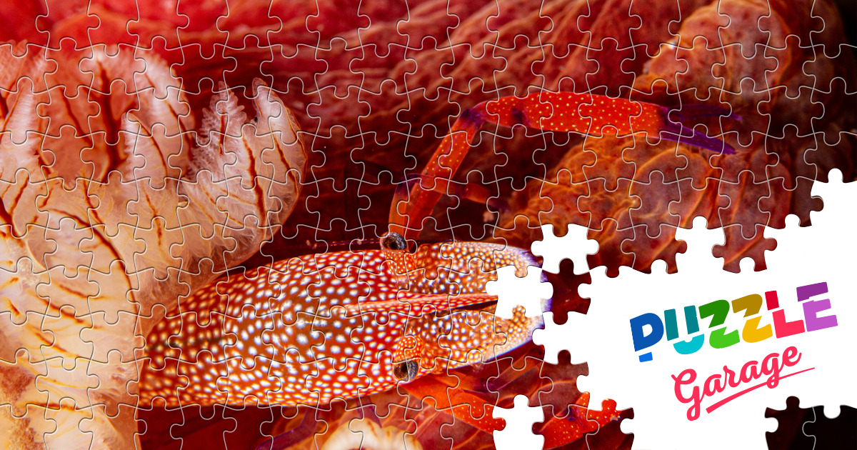 Gamberetto imperiale Puzzle (Animali Vita marina) Puzzle Garage Gamberetto imperiale Puzzle (Animali Vita marina) Puzzle Garage