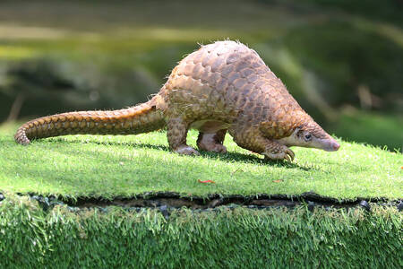 Pangolin de Sunda