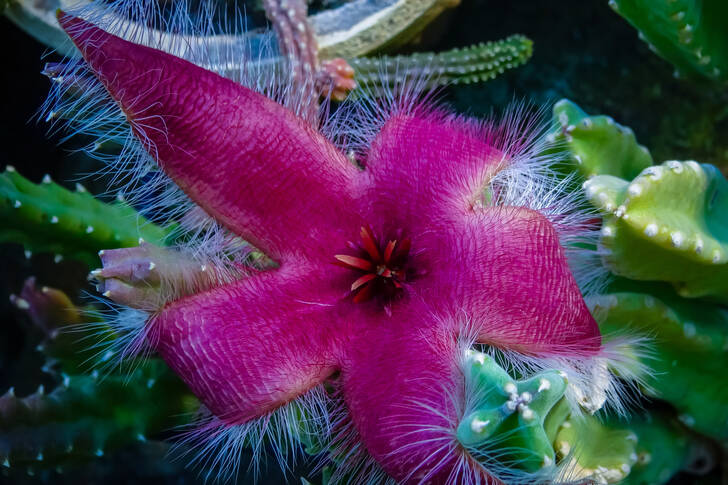 Stapelia