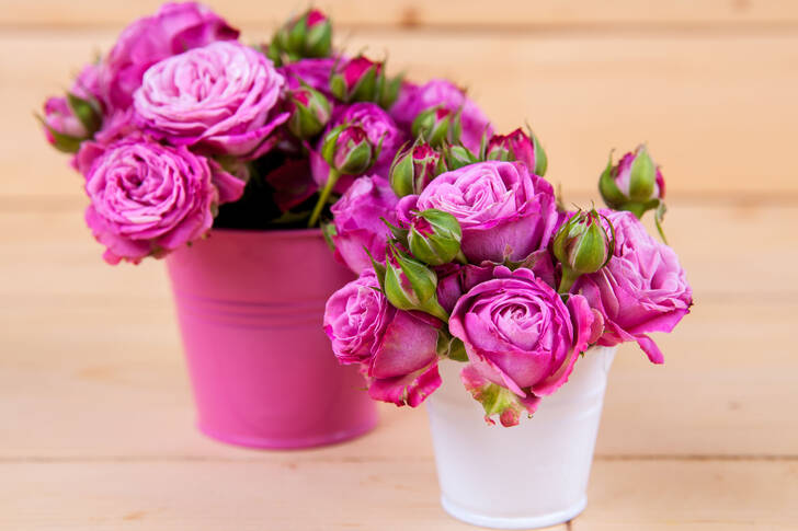 Roses in buckets