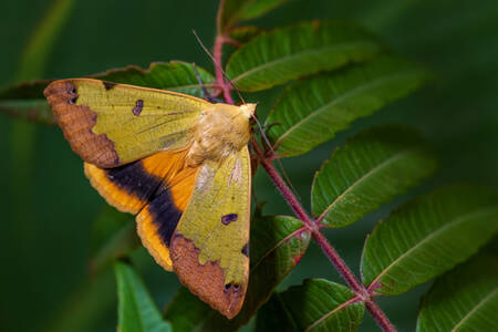 Green blackberry butterfly