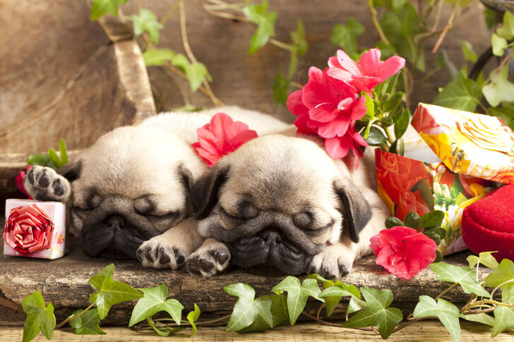 Sleeping pug puppies