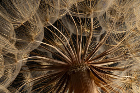 Dandelion seeds