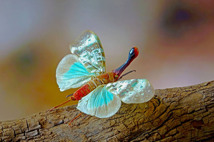 Tropical insect on a branch