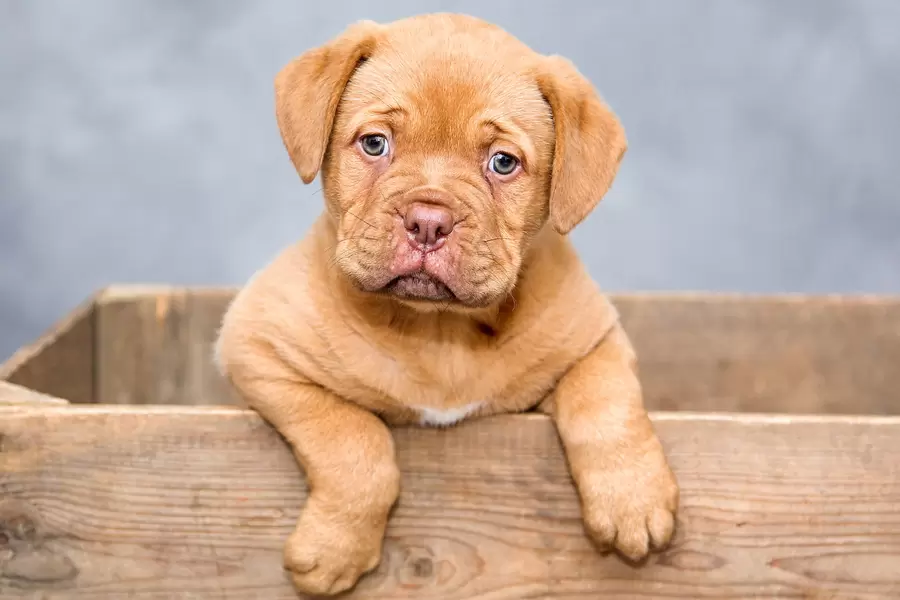 Dogue de Bordeaux Welpe
