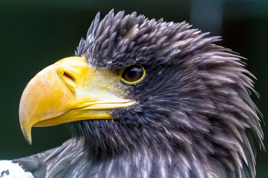 Haliaeetus pelagicus