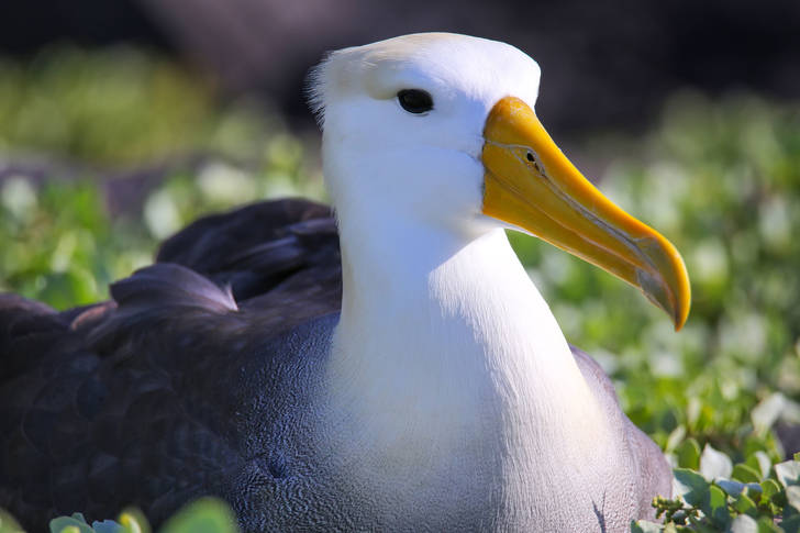 Галапагосский альбатрос