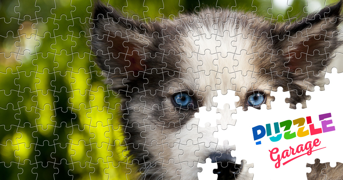Husky puppy Jigsaw Puzzle (Animals, Pets) Puzzle Garage