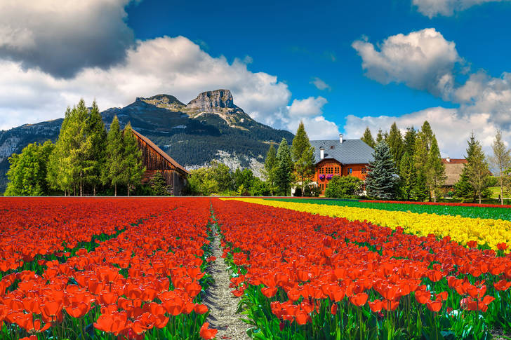 Tulip plantation in Austria