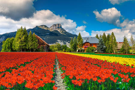Plantación de tulipanes en Austria