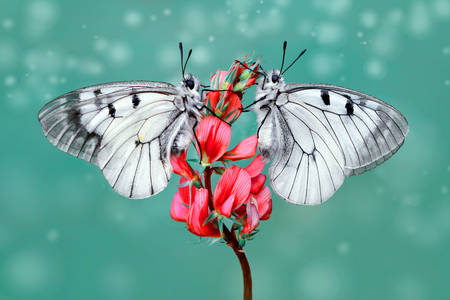 Fjärilar på en blomma