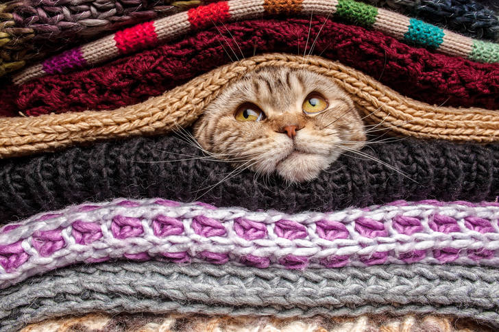 The cat is hiding among knitted clothes