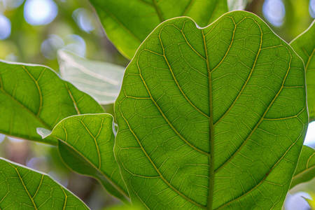 Macro photo of green leaves