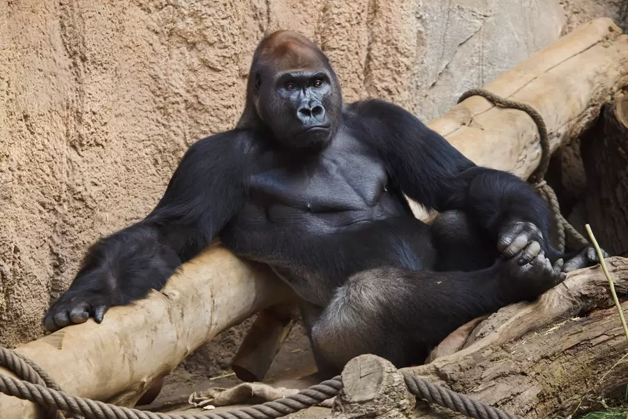 Gorilla