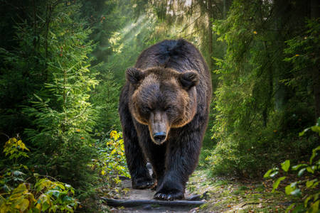 Medvěd hnědý na Kamčatce