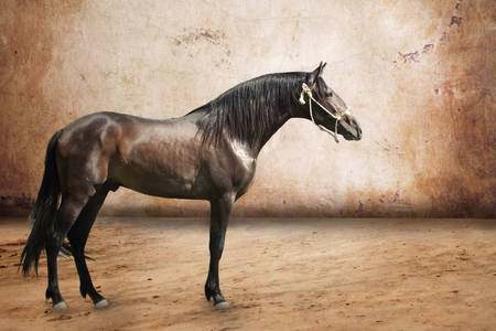 Horse of the Andalusian breed