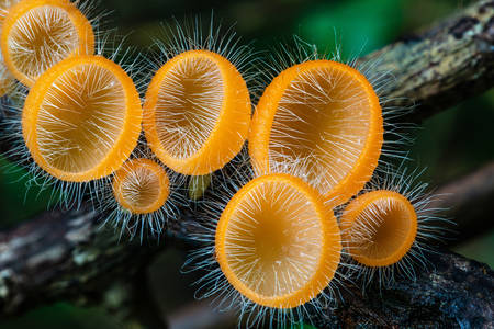 Mushrooms in the rainforest
