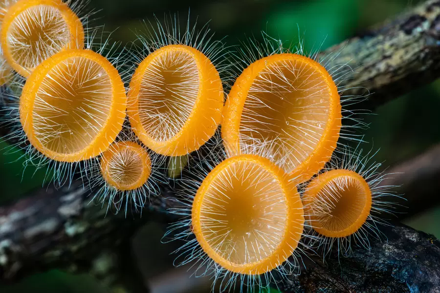 Paddestoelen in het regenwoud