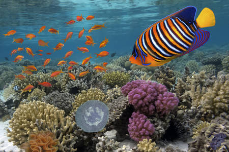 Pêcher sur un récif de corail