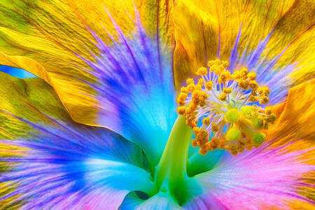 Fotografie macro cu hibiscus