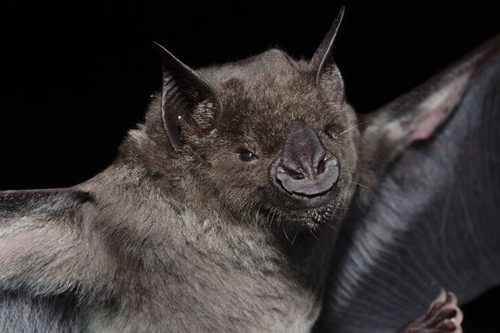 Brazilian bat