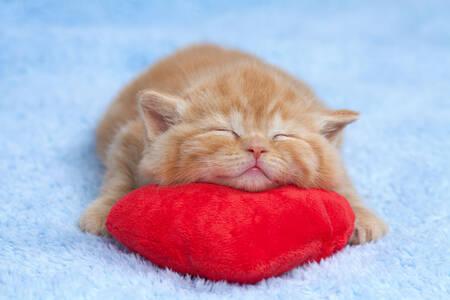 Kitten sleeps on a red pillow