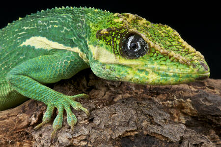 Cavaliere Anole