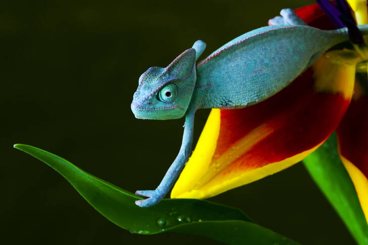 Camaleón en una flor