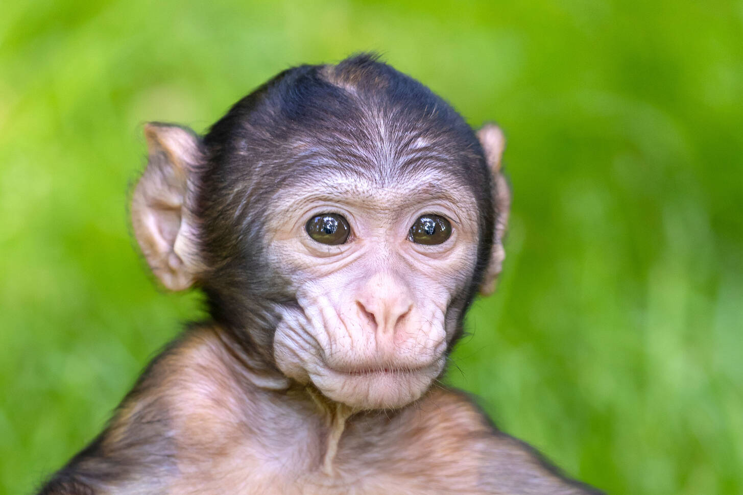 Magot Cub Jigsaw Puzzle (Animals, Primates) Puzzle Garage