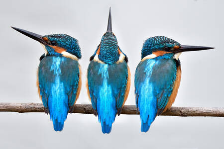 Kingfishers on a branch