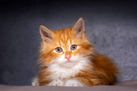 Ginger Maine Coon kitten