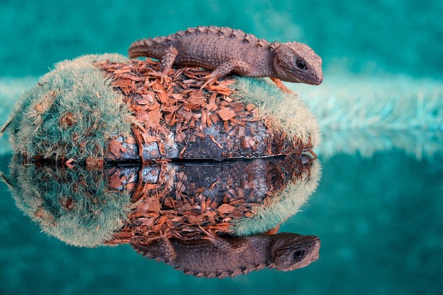 Krokodil skink op steen