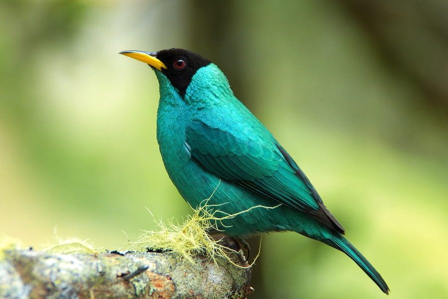 Green honeycreeper on a branch