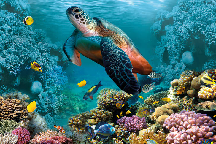 Żółw wśród koralowców