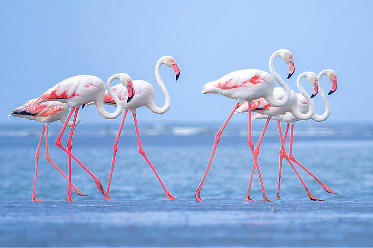 Flamingók a tenger partján