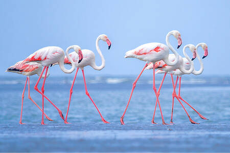 Flamingos pe coasta mării