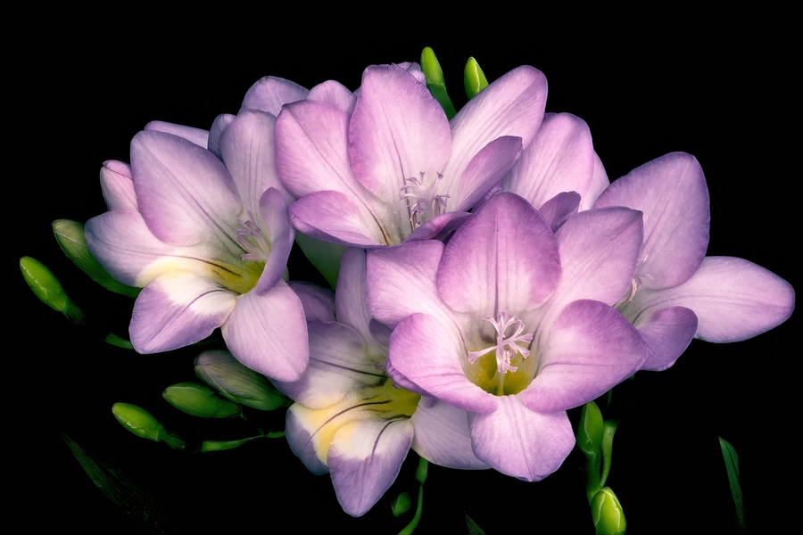 Лилава фрезия