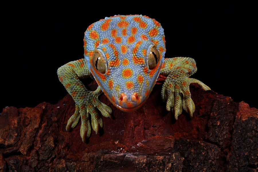 Gecko Toki