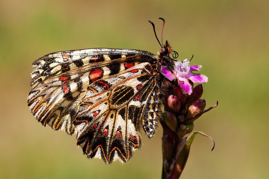 Mariposa polixena en una flor