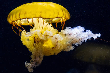Žltá medúza