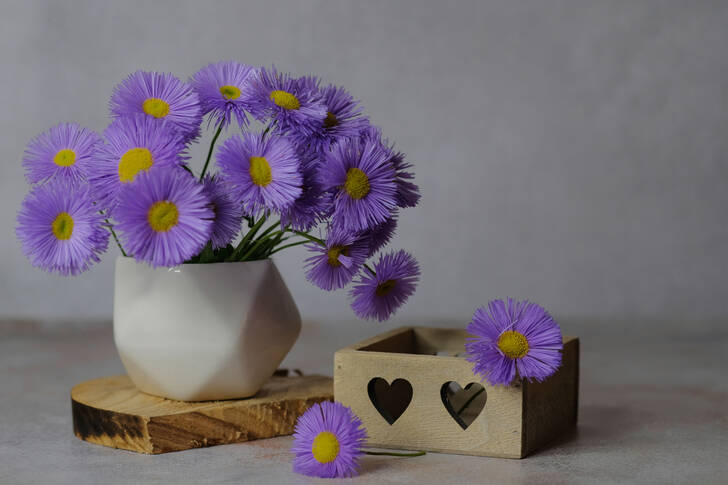 Marguerites violettes dans un vase