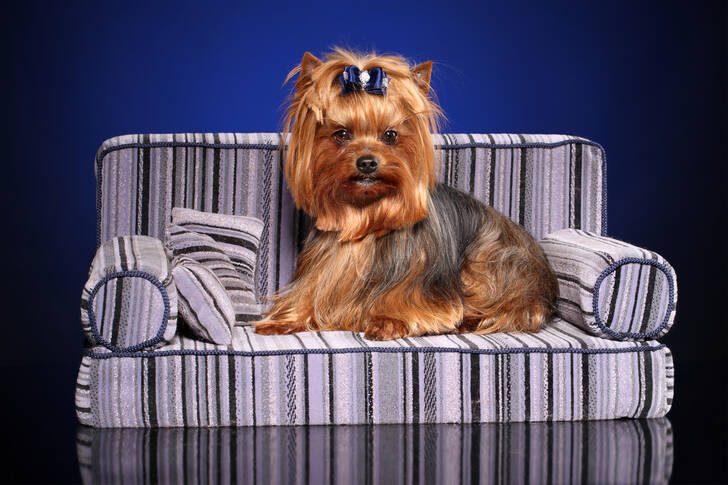 Yorkshire Terrier pe canapea